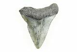 Juvenile Megalodon Tooth - South Carolina #196167-1